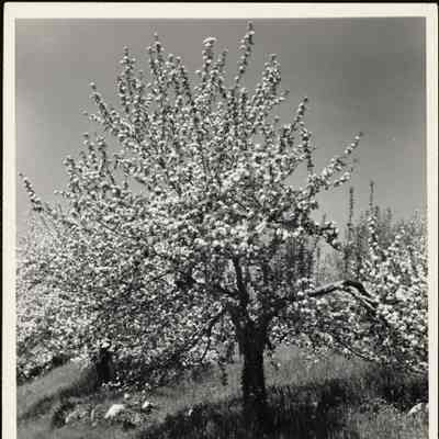 Apple blossoms