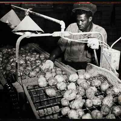 Potatoes 1