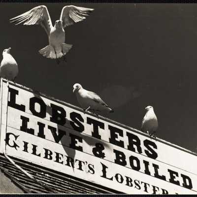 Maine lobstering