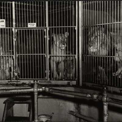 African lion cubs, born March 10th 1944