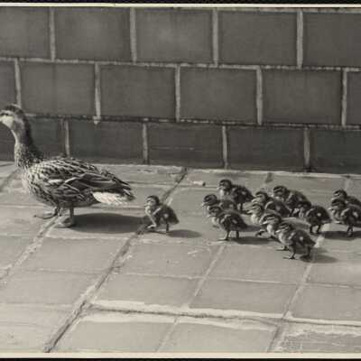 Ducks (New England)