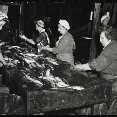 Cleaning + cutting mackerel for canning - New Harbor, Me.