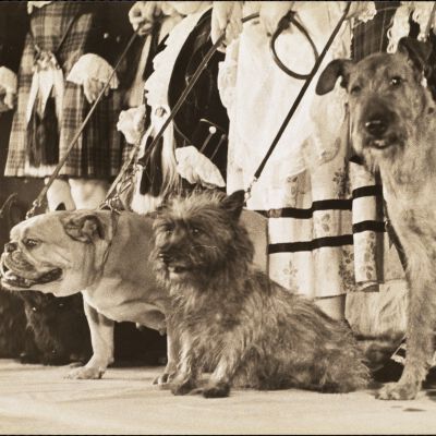 Dog shows