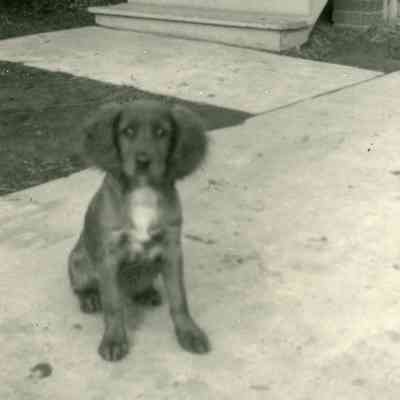 Rusty - Pat Millar's Cocker spaniel