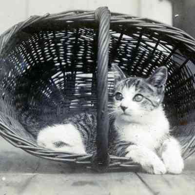 A cat in a basket.