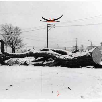 Dallas Keller of D.P.W with the 200 Year Old Elm Tree