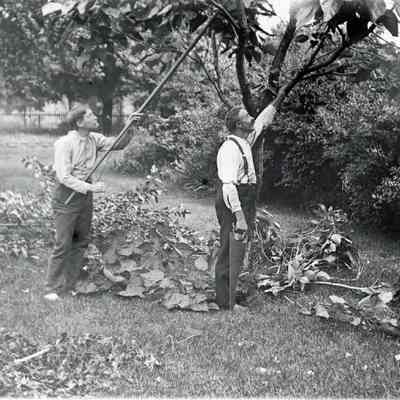 Brandt Warner and Guy Warner trimming the trees in around 1905-1906.