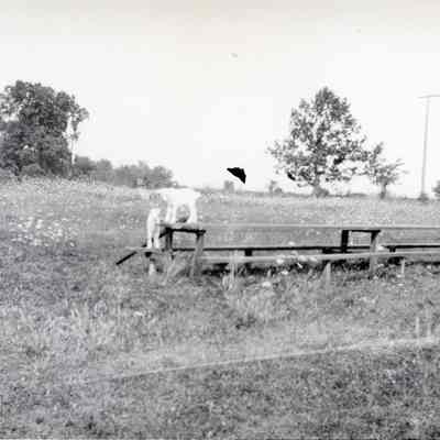 Goats on a Picnic Table