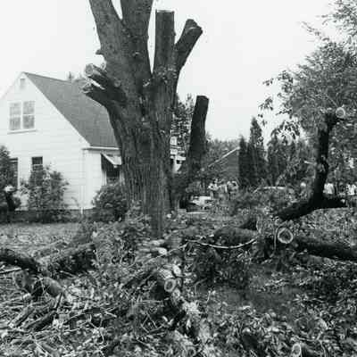 1971 Tree Removal