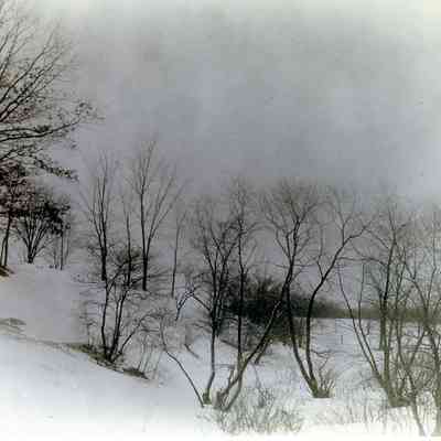 A grove of trees in wintertime.