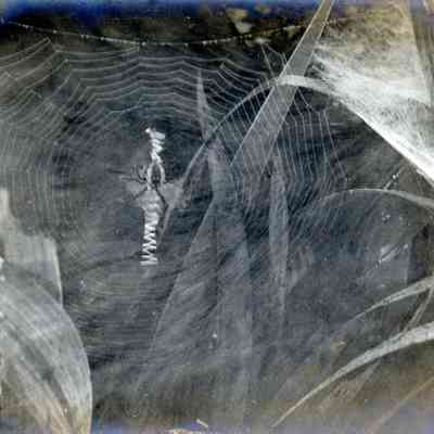 Photo of an orb weaver and it's web.