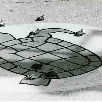 Turtle race