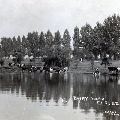 Dairy Herd Eloise