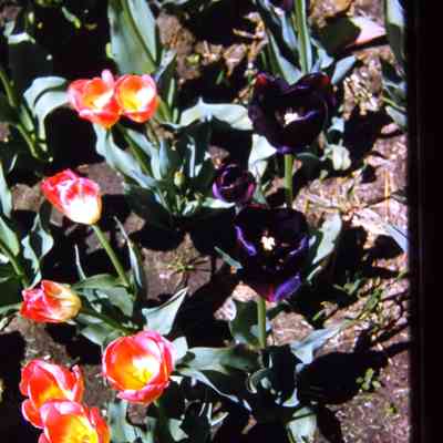 Tulips in front of DPW building