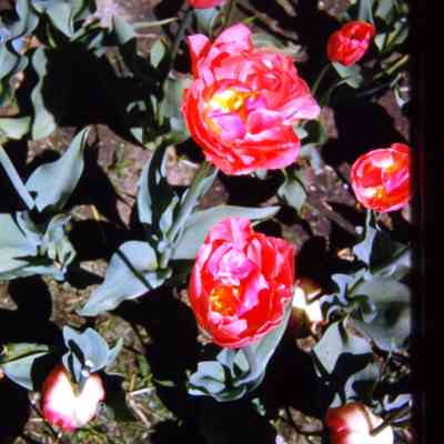 Tulips in front of DPW building
