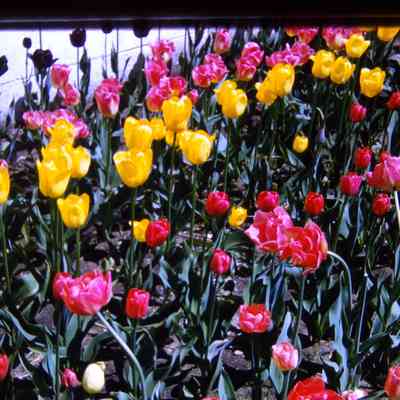 Tulips in front of DPW building