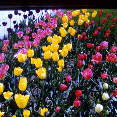 Tulips in front of DPW building
