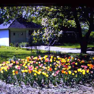 Tulips in front of DPW building