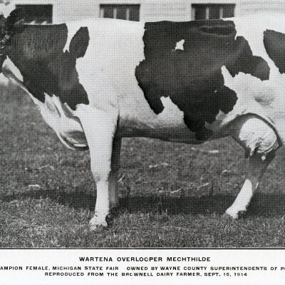 Grand Champion cow 1914 owned by Eloise