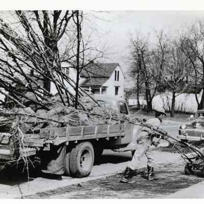 D.P.W workers planting trees.