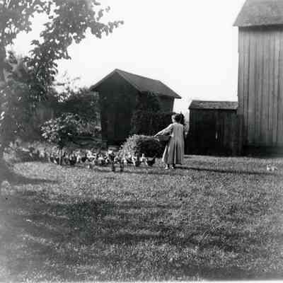 Chickens being fed.