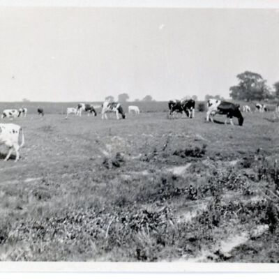Herd of Eloise Cows