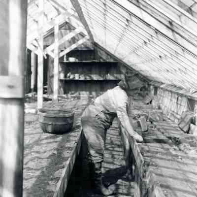Maude Warner in the greenhouse.