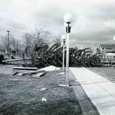 Fallen tree