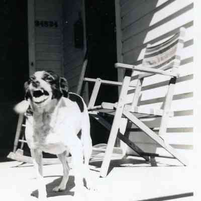 Martin's Dog at their house on Norris St.