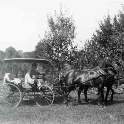 Buggy and horses