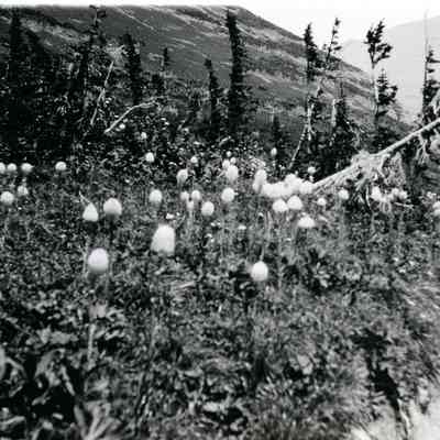 Bears Grass along trail to Iceberg Lake at Glacier National Park in Montana.