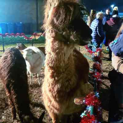 Llamas in the petting farm