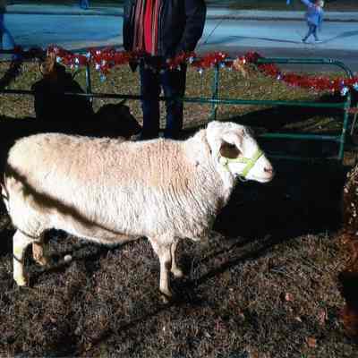 Sheep in the Petting Zoo