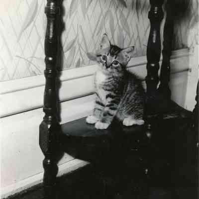 Dopey the cat.