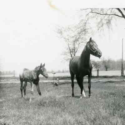 Tony Snyder and Horses