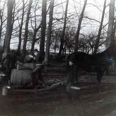 Ammon Warner Sugar Bush