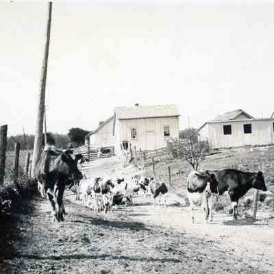 Cows in Pasture