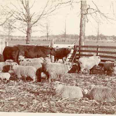 Sheep and Cows in Pen