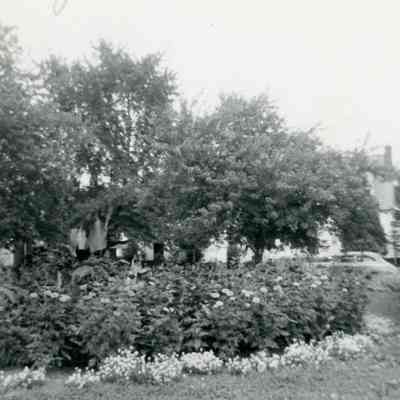 Mr. Millar's Flower bed.