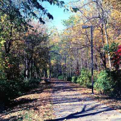 Picture of A Path In The Woods