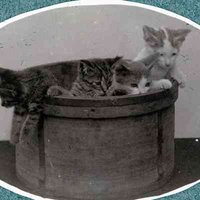 Cats in a tub.