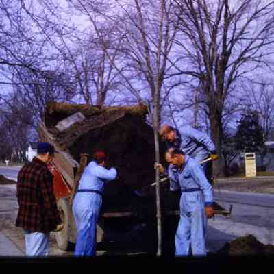 DPW workers Mulching around trees