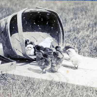 Chicks out of a basket.