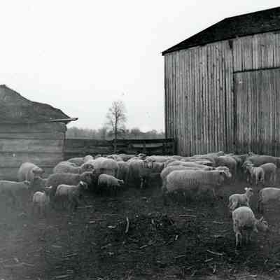 Sheep at the Warner's farm.