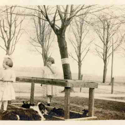Children playing, dogs.