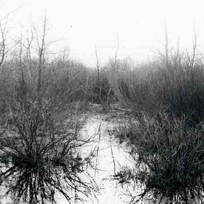 Rouge River.