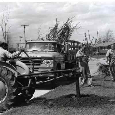 D.P.W workers planting trees. Jim Law on very right.