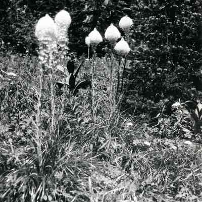 Bears Grass in Clacier National Park, Montana.
