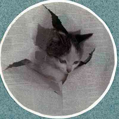Cat in newspaper.