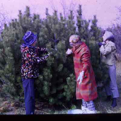 Garden Club members collecting pine cones and greens at Hanchett Tree Farm in preparation for the 1968 Greens Market.